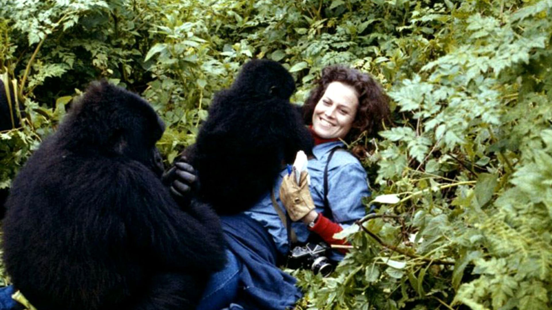 En el Set de 'Gorillas in the Mist'